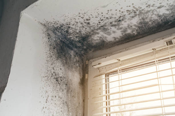 Affordable Mold Remediation solutions in Juliustown, NJ